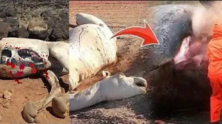 Dead Camel is More Dangerous!! | Why You Should Never Touch Dead Camel in Desert 😱😱