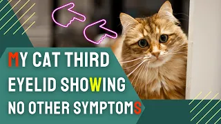 Why is My Cat Third Eyelid Showing No Other Symptoms?