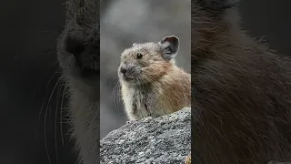 Sound up 😄👍❤️🎶 getting yelled at by a Pika - priceless! 🤣❤️ #bcparks