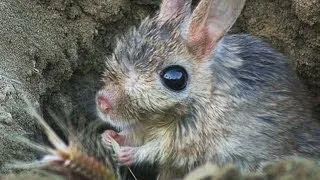 Малый тушканчик (Allactaga elater) - Small Five-toed Jerboa | Film Studio Aves