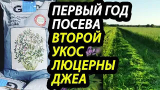 Первый год посева люцерны ДЖЕА, второй укос, Капчагай, Алматинская область.