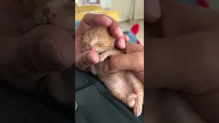 Rescued Kitten Finds Comfort in Warm Hands