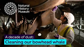 A decade of dust: cleaning our whale skeletons