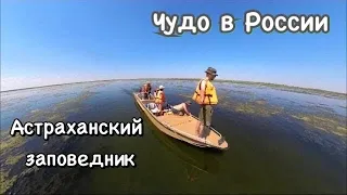 Чудо в России - дельта Волги. Астраханский заповедник!