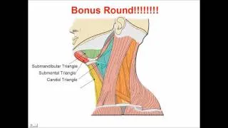 Neck Muscles - Anatomy Study Aid and Quiz