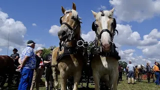 Koetsentocht - Poperinge Verlof - 26 juli 2023 - WULLEMINHOF