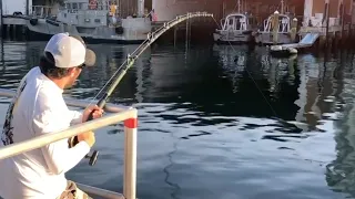 Epic Land-Based Goliath Grouper Fishing - Jaw-Dropping Catch on Jaws Reel!