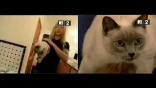 Jerry Cantrell adopted Layne Staley's cat Sadie after Layne passed away - MTV Cribs 2002