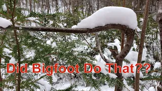 My Bigfoot Story Ep.112 - Deep Woods Deer Season Day 2
