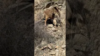 Double the fun in Texas! #aoudad #hunting