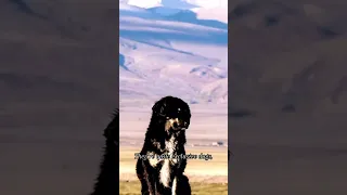3 unbelievable new facts about Tibetan Mastiffs.#tibetan