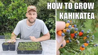 How to Grow Kahikatea