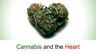 EFFECT OF CANNABIS ON HEART (BASIC INFO)