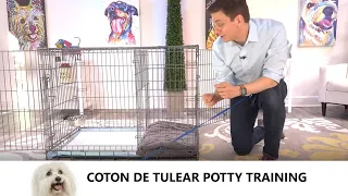 Coton de Tulear Potty Training from World-Famous Dog Trainer Zak George - Train a Coton de Tulear