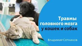 Травмы головного мозга у кошек и собак