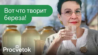 ОДНО РАСТЕНИЕ ОТ 100 БОЛЕЗНЕЙ! Польза березового сока и березового листа для здоровья