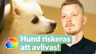 Hund riskeras att avlivas när ägaren inte har vaccinpass | Gränsbevakarna Sverige | discovery+