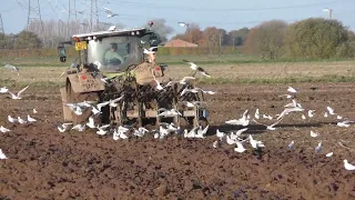 4K 23 11 15 CLAAS ARION 650 PLOUGHING AFTER POTATOES