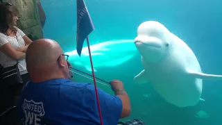 Beluga mesmerized  by violin