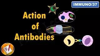 Action of Antibodies: Neutralization, Opsonization, Complement Activation and ADCC (FL-Immuno/37)