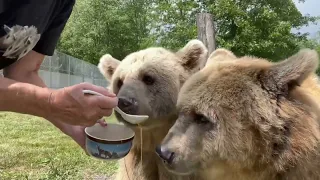 Some of our followers sent us a massive bucket of honey for the bears to share! Check this out!