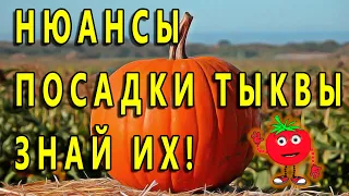 НЮАНСЫ ПОСАДКИ ТЫКВЫ ЗНАЙ ИХ!