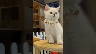 Tik Tok Chó Phốc Sóc Mini 😍 Funny and Cute Pomeranian 291