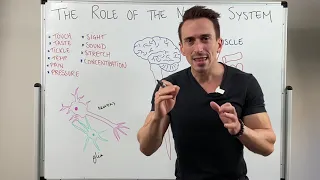 Introduction to the Nervous System