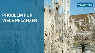 Später Frost durch Klimawandel immer gefährlicher