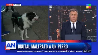 Rescataron a un perro que fue golpeado y maltratado por su propio dueño 🚨