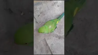 Second Parrot 🐦#200subscribers #subscribersyoutube #subscribe