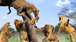 Scary Revenge! Leopards Abduct Lion Cubs And What Will Happen Next ? Mother Lion Angry