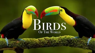 Jungle Birds 4K - Beautiful Birds Sound in the Rainforest | Scenic Relaxation Film..#naturelovers