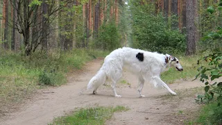 Большой пёс на прогулке в лесу | Русская борзая