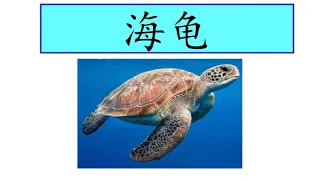 6岁 - 单元三：海洋生物