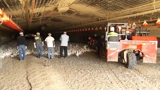 Transporting Chickens To Processing