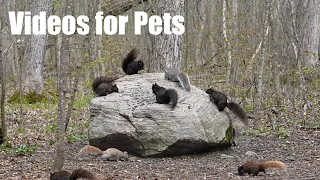 Forest Friends Feeding on the Rock - 10 Hour Video for Pets and People - Cat TV 🐱 - May 07, 2024