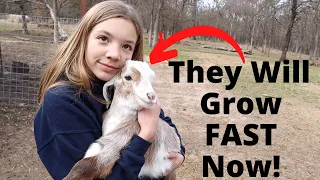 This Will Help the Baby Goats Grow REALLY FAST!