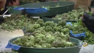 Pennsylvania Residents Sound Off On Potential Recreational Marijuana Legalization
