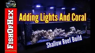 Shallow Reef Tank Build | Adding Lights & Coral