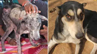 Transforming the life of a dog who almost scratched herself to death.