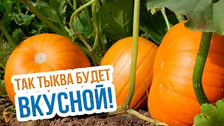 Когда убирать тыкву с огорода: признаки зрелой тыквы, сроки и уход? Собираем урожай тыквы