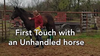 First Touch with an Unhandled horse - Part 1 of the halter training process