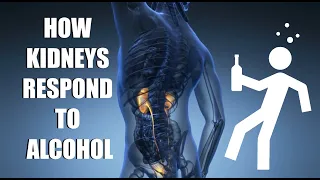 Why does alcohol make you have to pee?