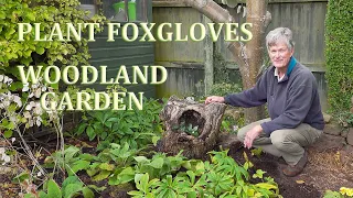 Plant Foxgloves in my Woodland garden