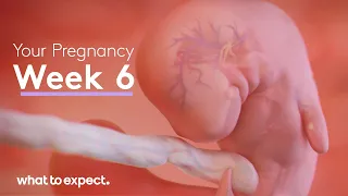 6 Weeks Pregnant - What to Expect