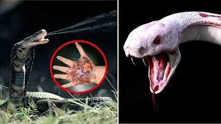 TOP 10 MOST VENOMOUS SNAKES IN THE WORLD!!💀🐍😨