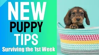 New Puppy Tips - Surviving the First Week