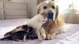 Mom Cat Shows Baby Kittens that Golden Retriever is Safe for Them