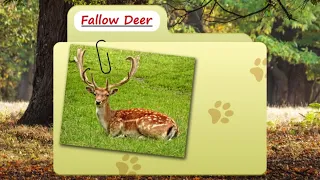 Fallow Deer facts  the Peter Pan of deer   Animal Fact Files - حقائق علمية عن الحيوانات